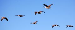 Vogelzug auf Hiddensee