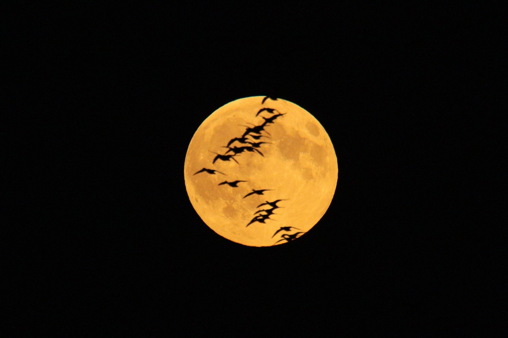 Vogelzug bei Vollmond