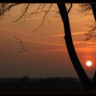 Vogelzug, der Sonne entgegen .....