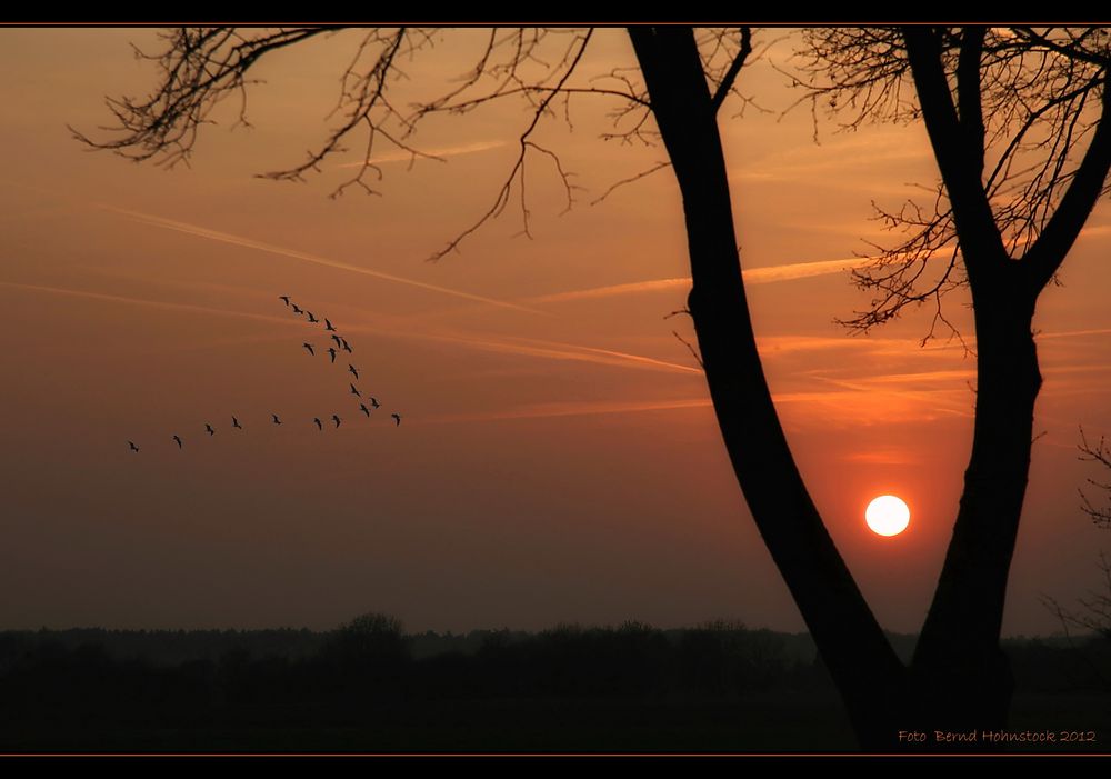 Vogelzug, der Sonne entgegen .....