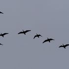 Vogelzug (Gänse) über dem Nessmersieler Speicherpolder in typischer Keilformation