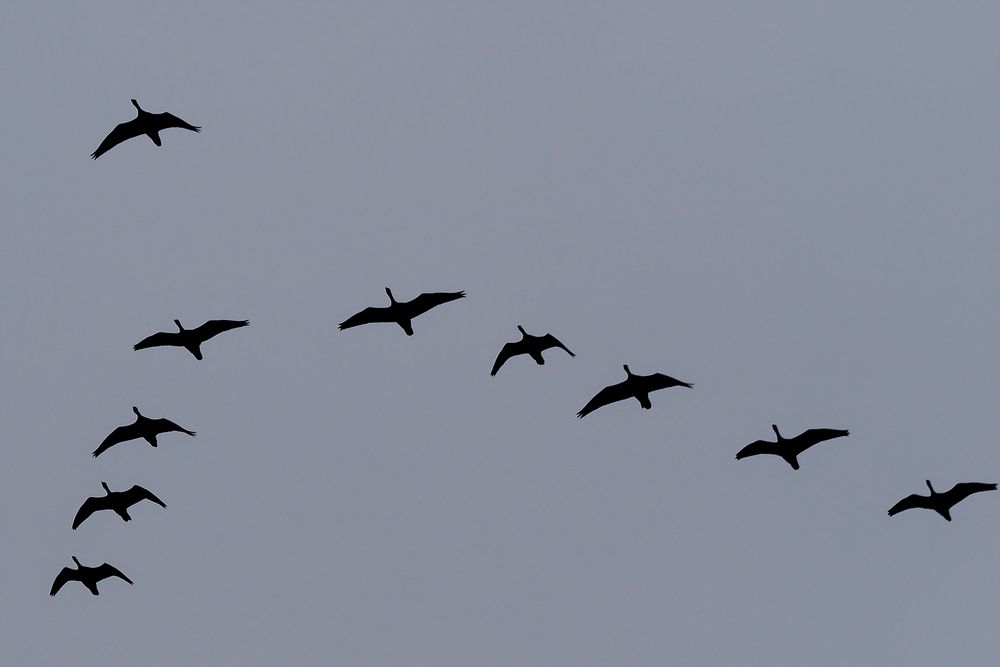 Vogelzug (Gänse) über dem Nessmersieler Speicherpolder in typischer Keilformation