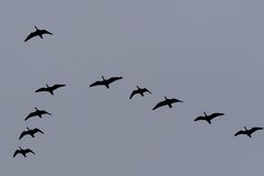 Vogelzug (Gänse) über dem Nessmersieler Speicherpolder in typischer Keilformation