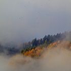 Vogelzug im Morgenlicht