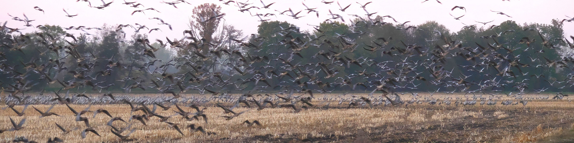 * Vogelzug in Mecklenburg *