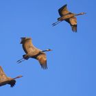 * Vogelzug in Mecklenburg *