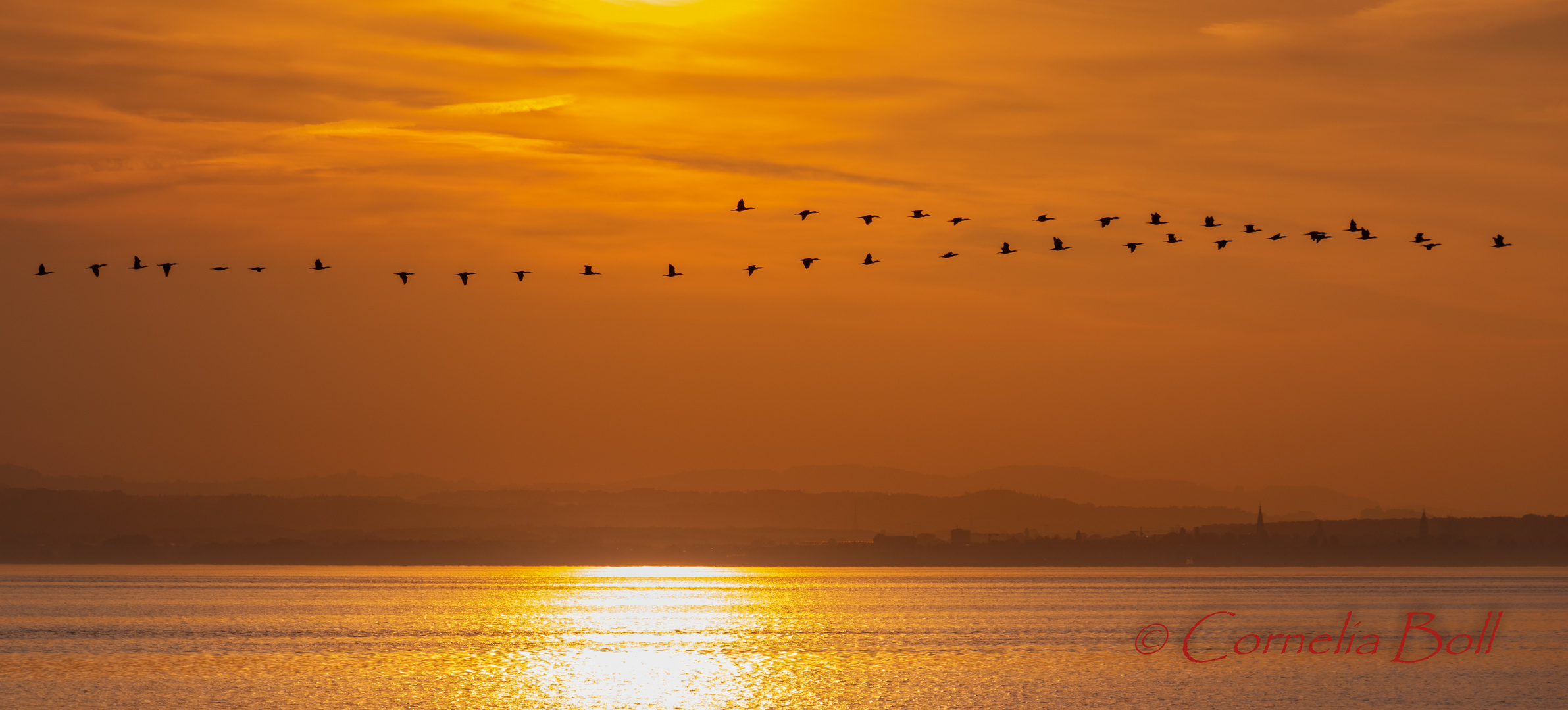 Vogelzug ins Eriskirchner Ried am Abend, Bodensee