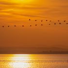 Vogelzug ins Eriskirchner Ried am Abend, Bodensee