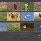 Vogelzug-Kalender 2011