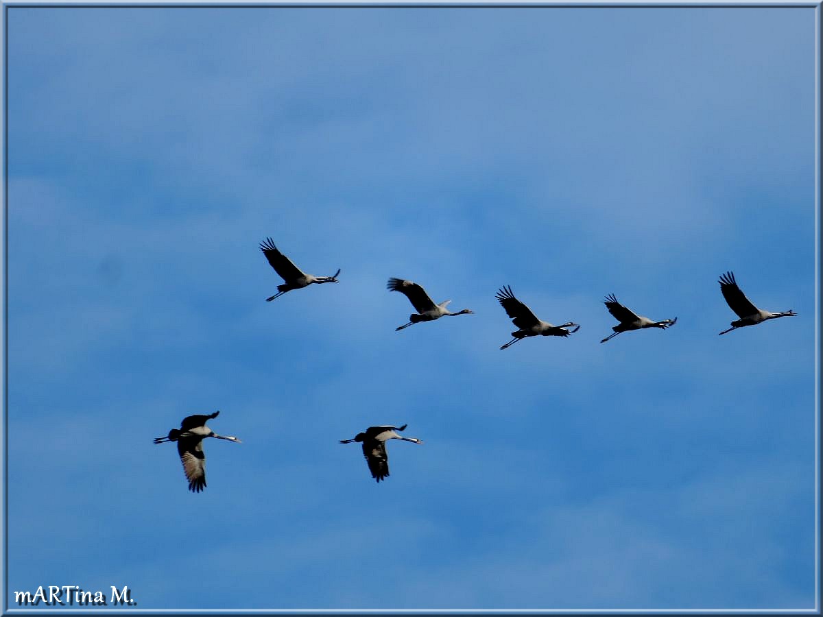 Vogelzug  (mit Gedicht)