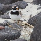 Vogelzug-Seminar -- Sandregenpfeifer am Nest