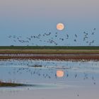 Vogelzug-Seminar Westerhever -- Schlafplatzflug der Nonnengänse