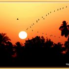 Vogelzug über dem Nil