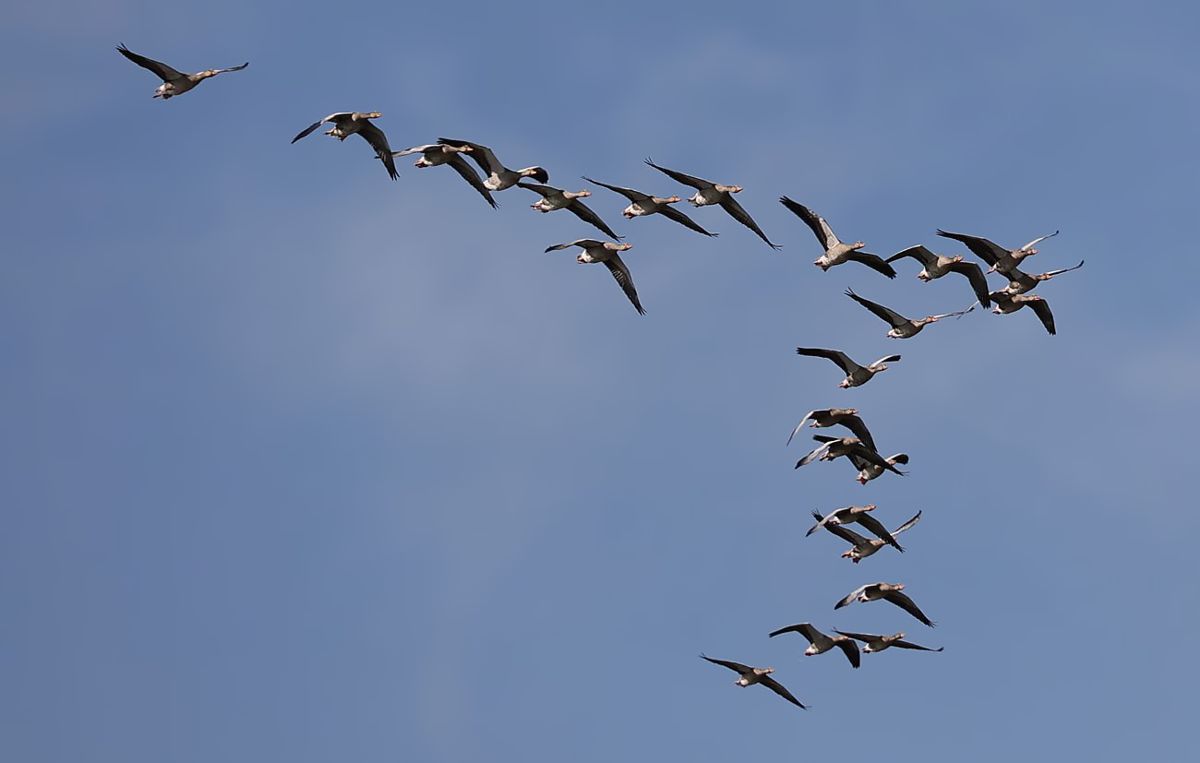 Vogelzug über dem Wattenmeer