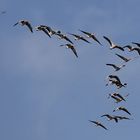 Vogelzug über dem Wattenmeer