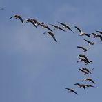 Vogelzug über dem Wattenmeer