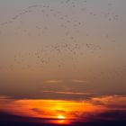 Vogelzug zum Sonnenuntergang