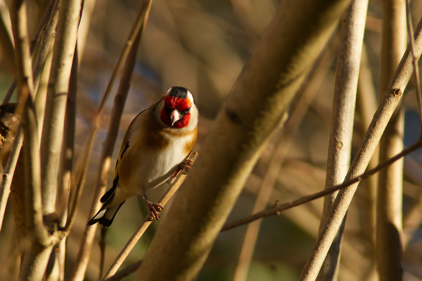 Vogerl im Licht