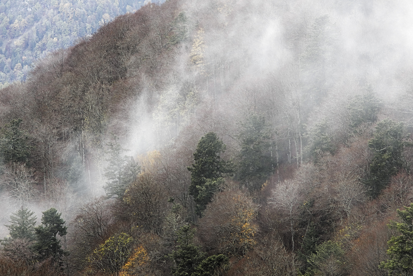 Vogesen Bergwald im Nebel