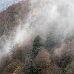 Vogesen Bergwald im Nebel