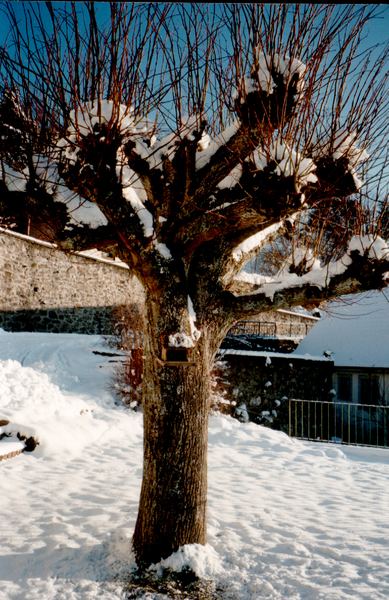 Vogesen im Winter