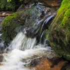 Vogesenbächle im Zauberwald