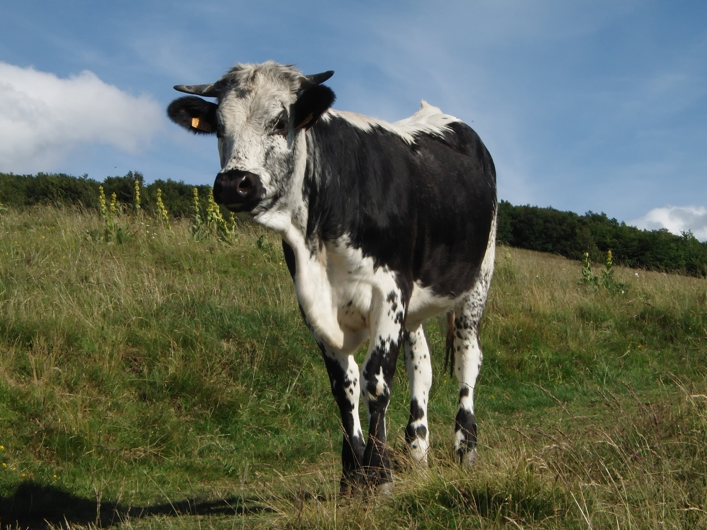 Vogesenschönheit