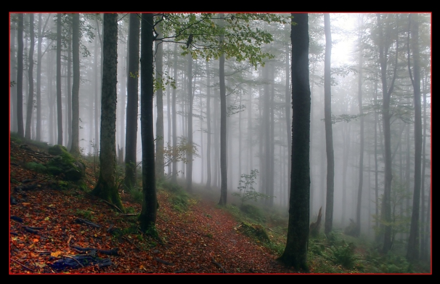 Vogesenwald bei Nebel