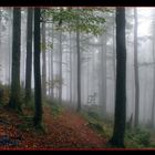 Vogesenwald bei Nebel