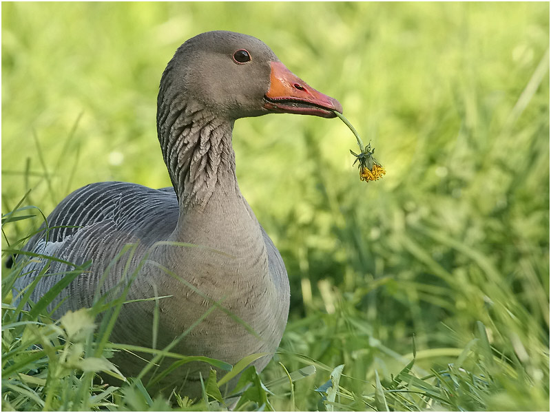 Vogi mit Plümchen...