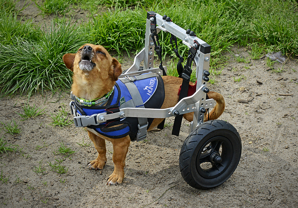 Vogi vom De Hun'nenhoff