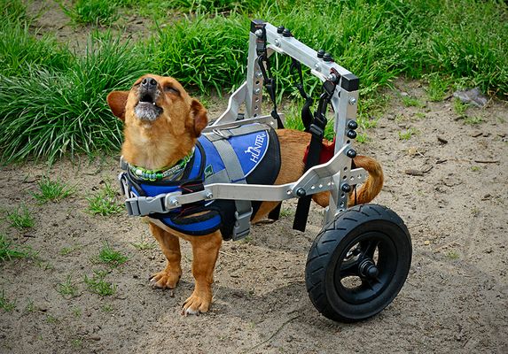 Vogi vom De Hun'nenhoff