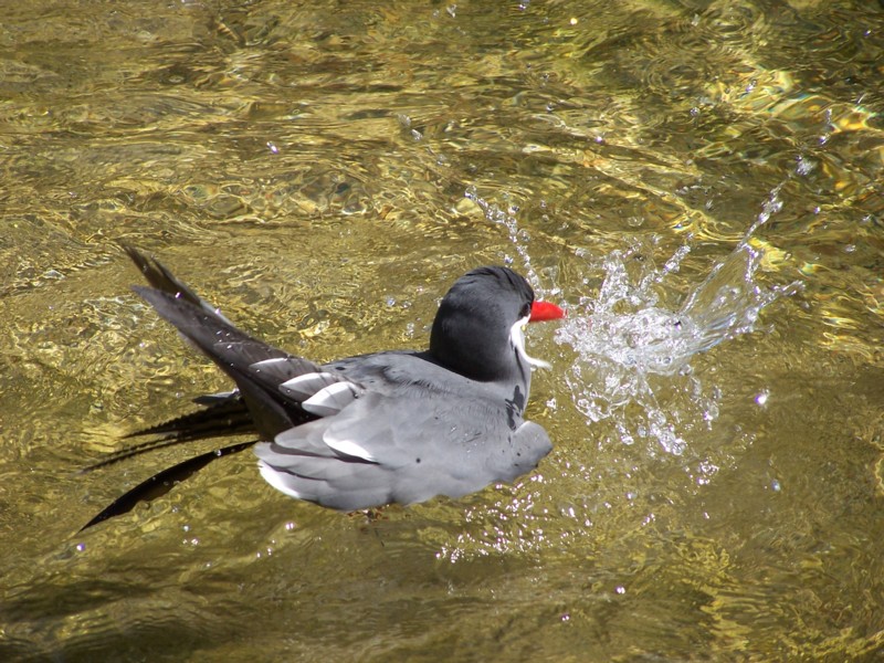 VOGL BEIM WASCHEN