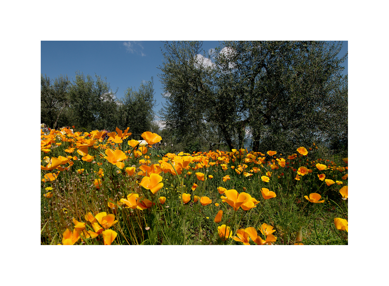 VOGLIA DI PRIMAVERA