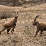 voglia di primavera e di sfide