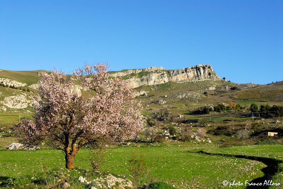 voglia dim primavera