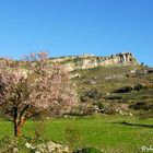 voglia dim primavera