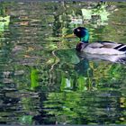 voguer  sur une  forêt de reflets...