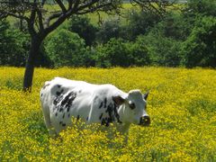 ...Voici...Marguerite...