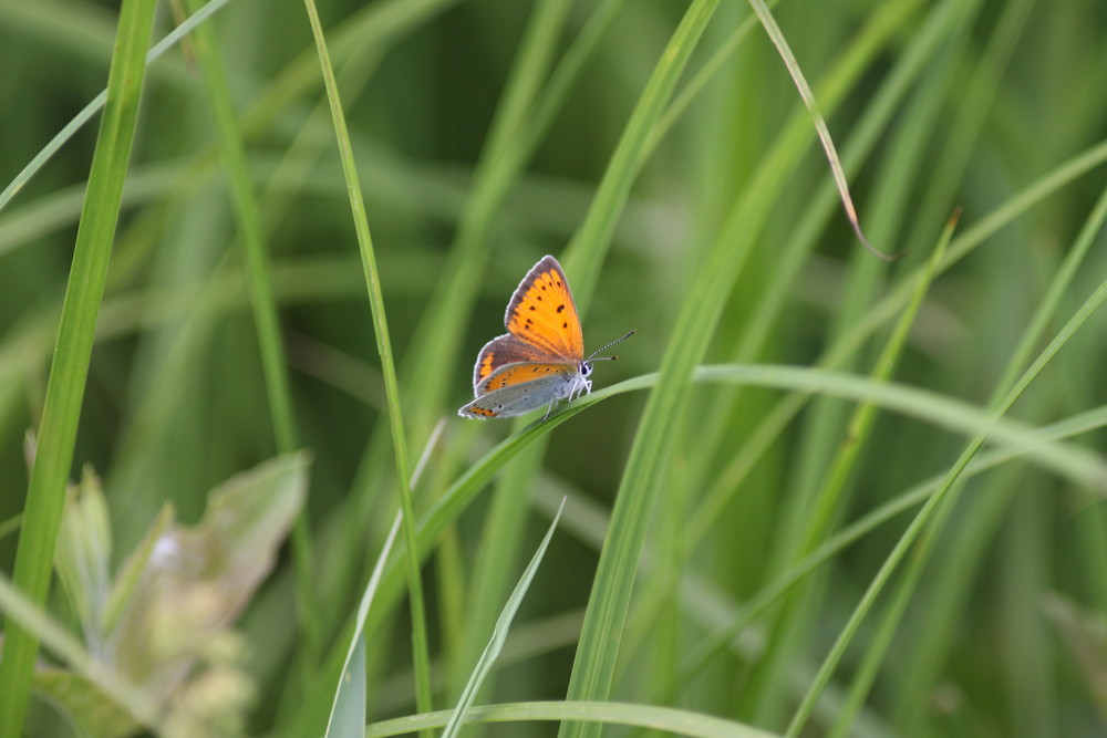 Voilà ce papillon dont je ne connais pas le nom