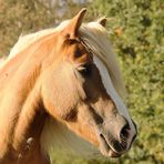 Voila ein Haflinger