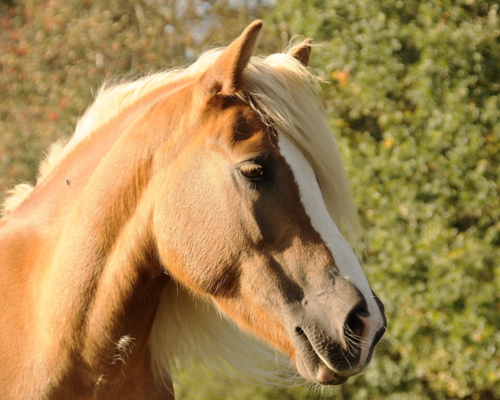 Voila ein Haflinger