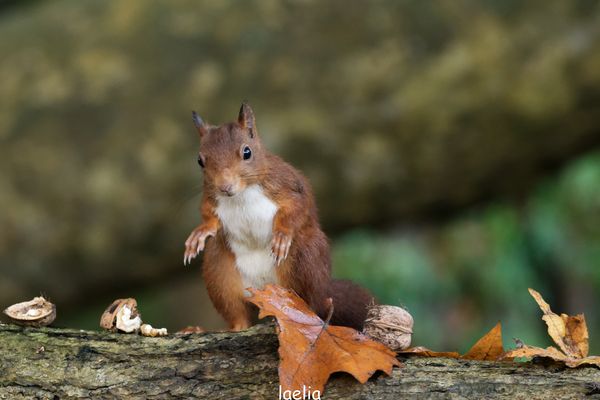 voila la crapule de SPEEDY