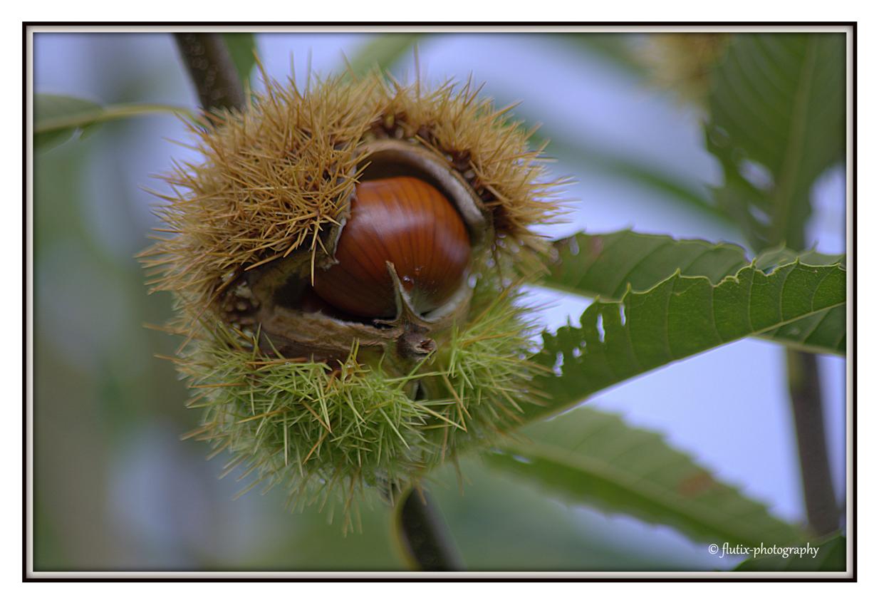 Voila le fruit de l automne en LIMOUSIN