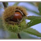 Voila le fruit de l automne en LIMOUSIN