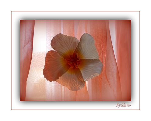 Voile orange