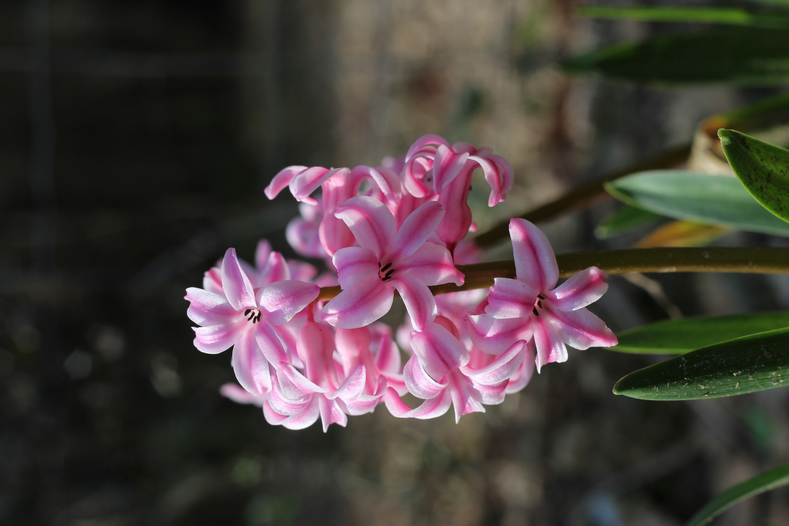 Voir la vie en rose.. 