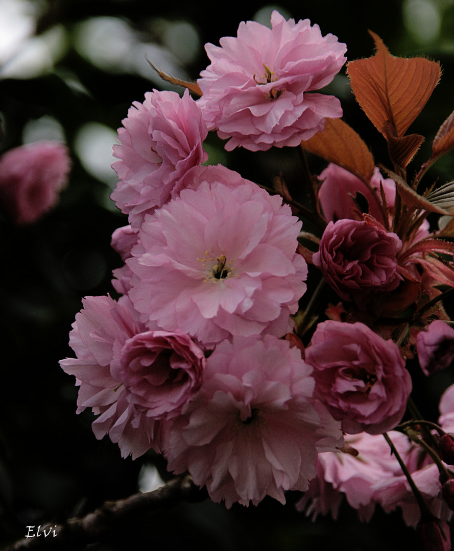 Voir la vie en rose