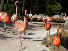 Voir la vie en rose…. -- Flamingos…