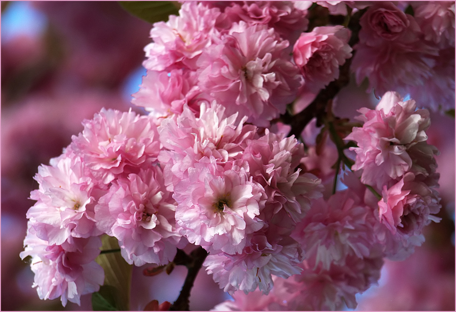 Voir le printemps en rose photo et image arbres, fleurs, bäume Images